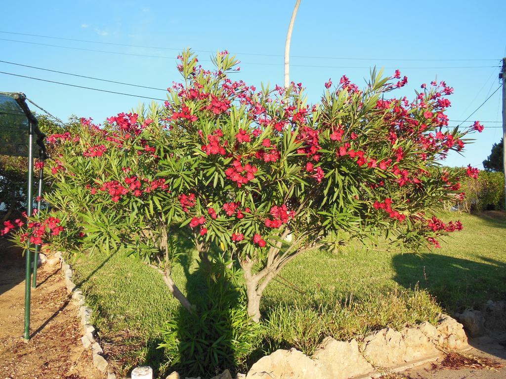 Jardins Da Balaia Hotel Albufeira Eksteriør billede